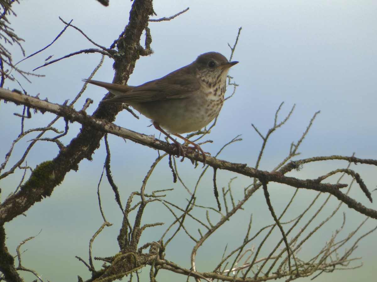 Gray-cheeked Thrush - Marty Freeland