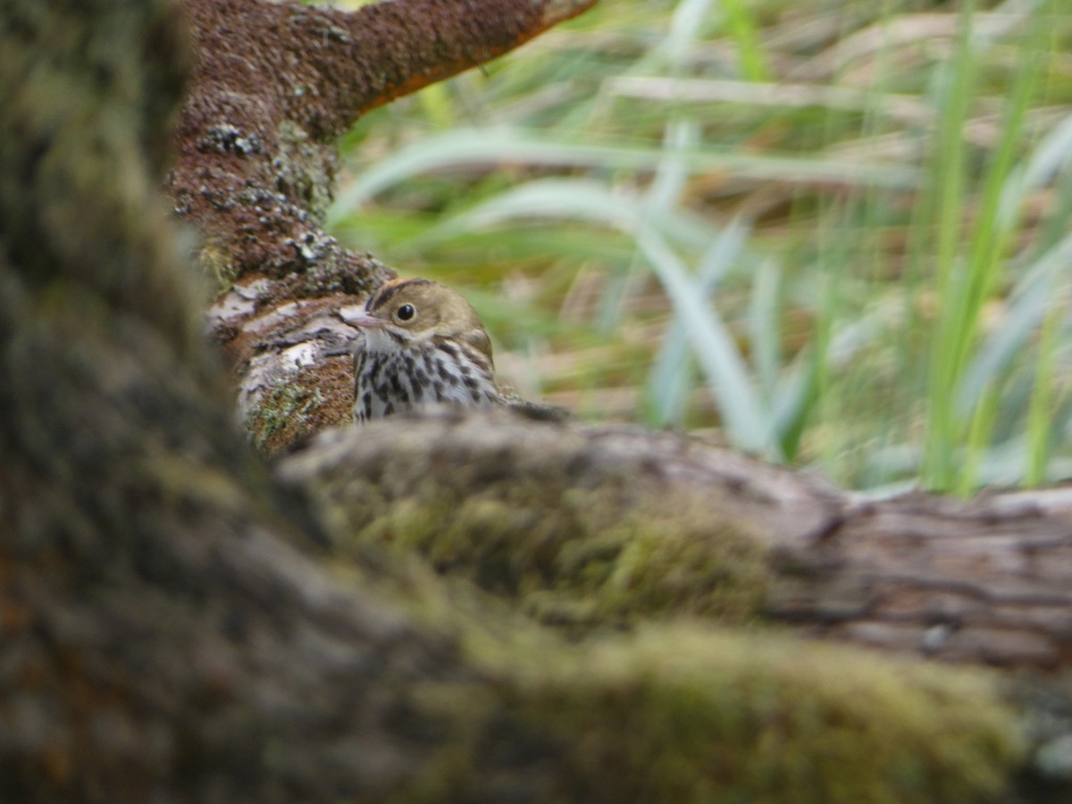 Ovenbird - Marty Freeland