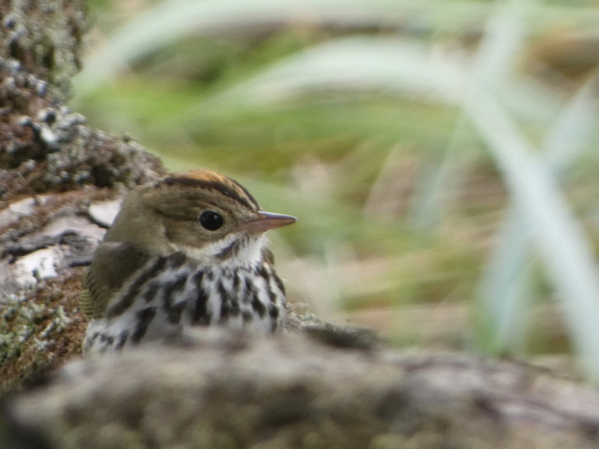 Ovenbird - Marty Freeland