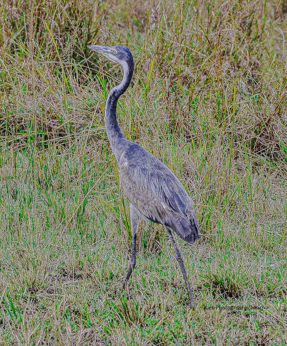 Black-headed Heron - Chris Kieu