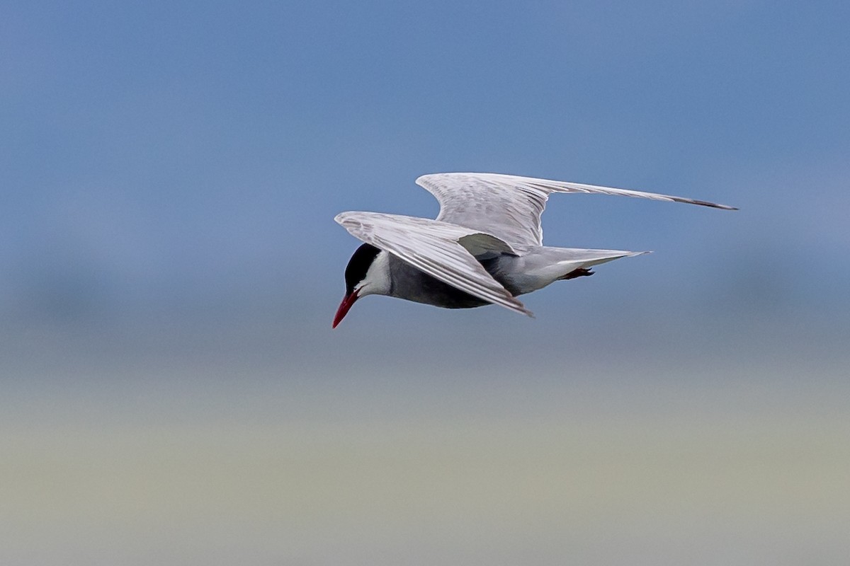 Whiskered Tern - Nikos Mavris