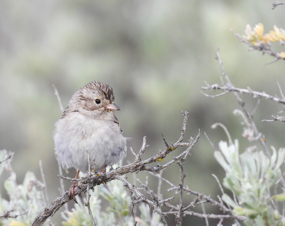 Brewer's Sparrow - Charlene Freeman