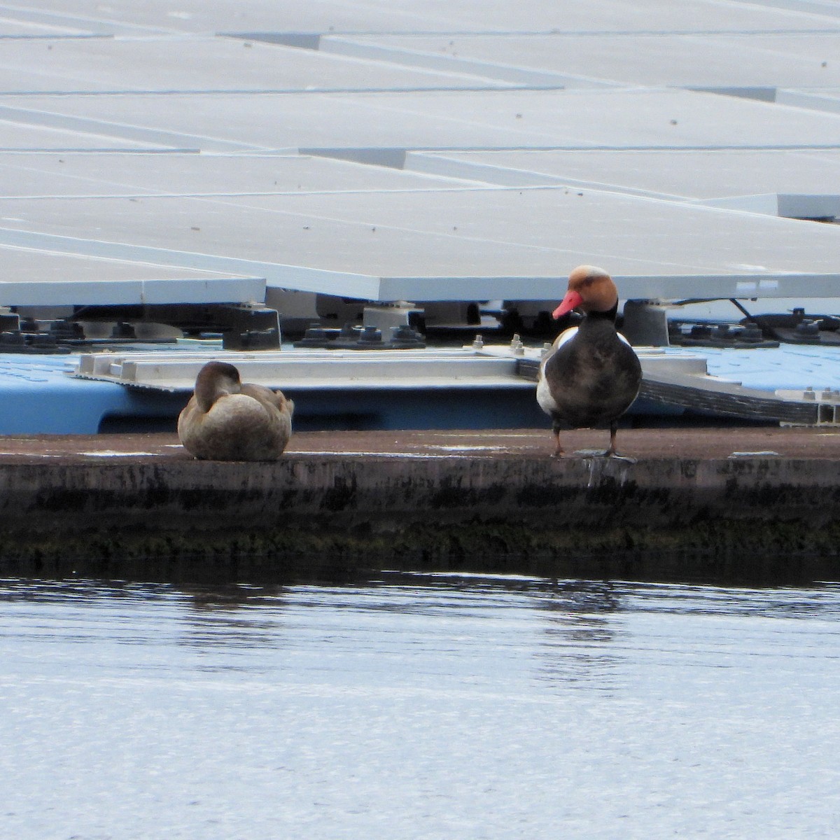 Red-crested Pochard - Teresa Cohen