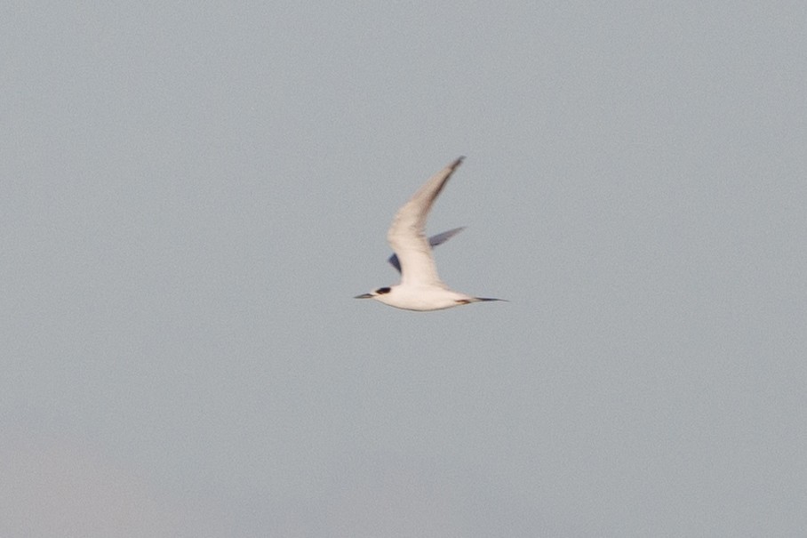 Forster's Tern - Henry Wyn-Jones