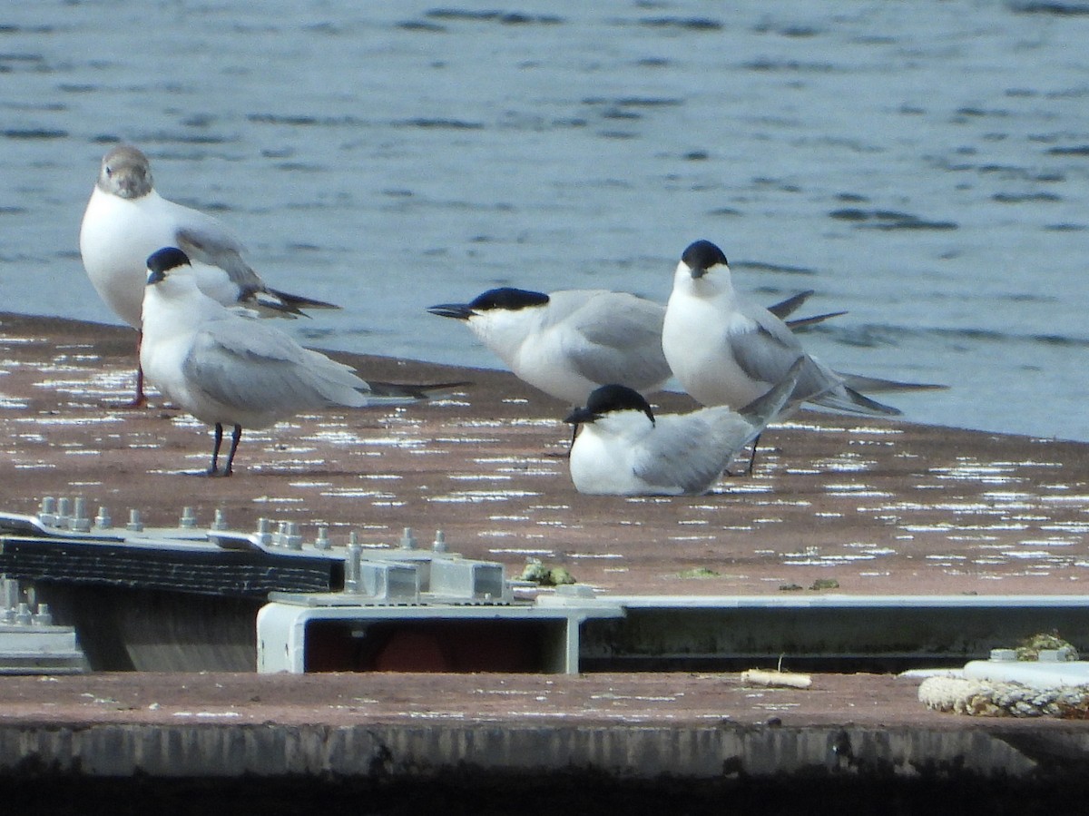 Gull-billed Tern - Teresa Cohen