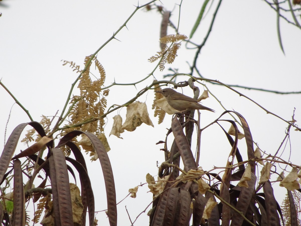 Blyth's Reed Warbler - Rishab Verma