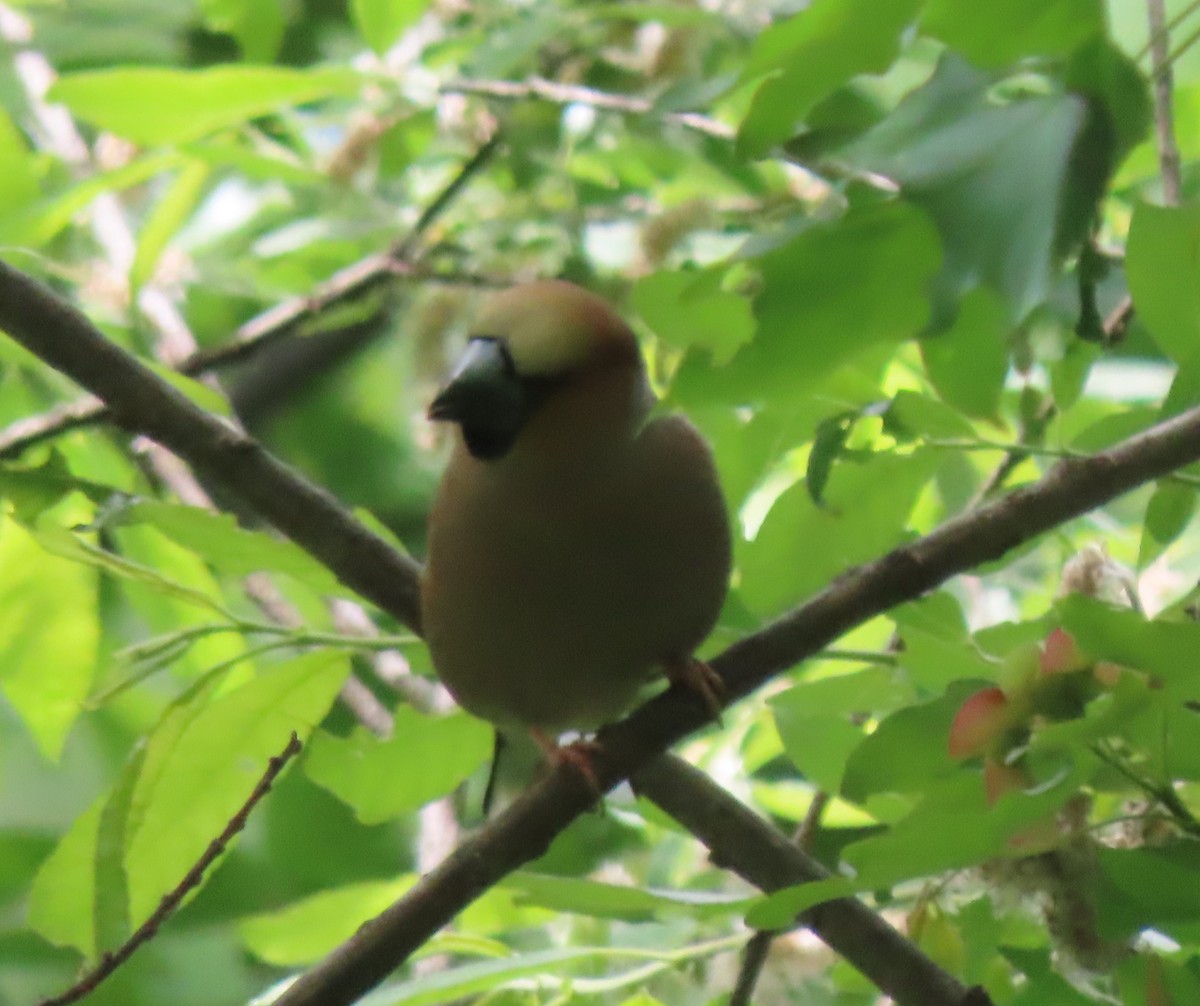 Hawfinch - Doug Kibbe