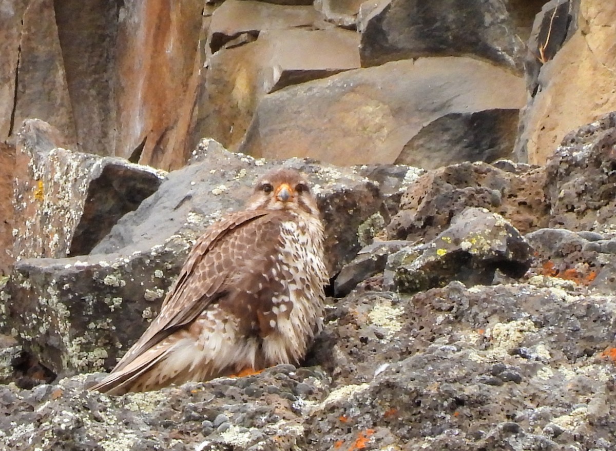 Prairie Falcon - Charlene Freeman