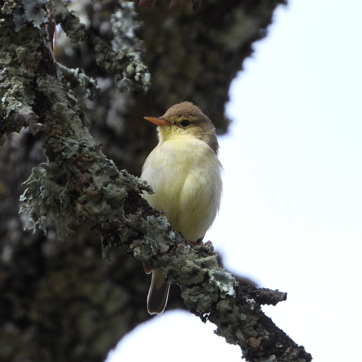 Melodious Warbler - Teresa Cohen