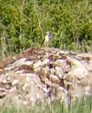 Northern Wheatear - Laurent Pascual-Le Tallec