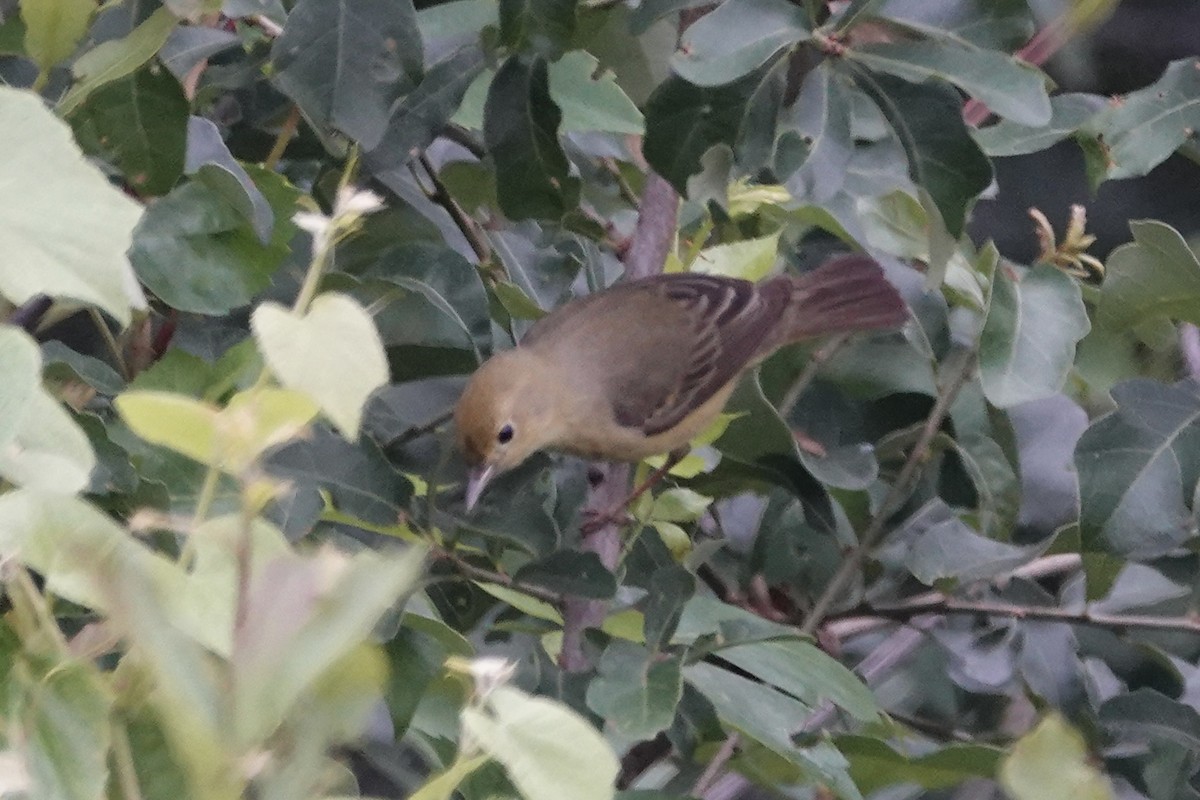 Yellow Warbler - Andy & Ellen Filtness