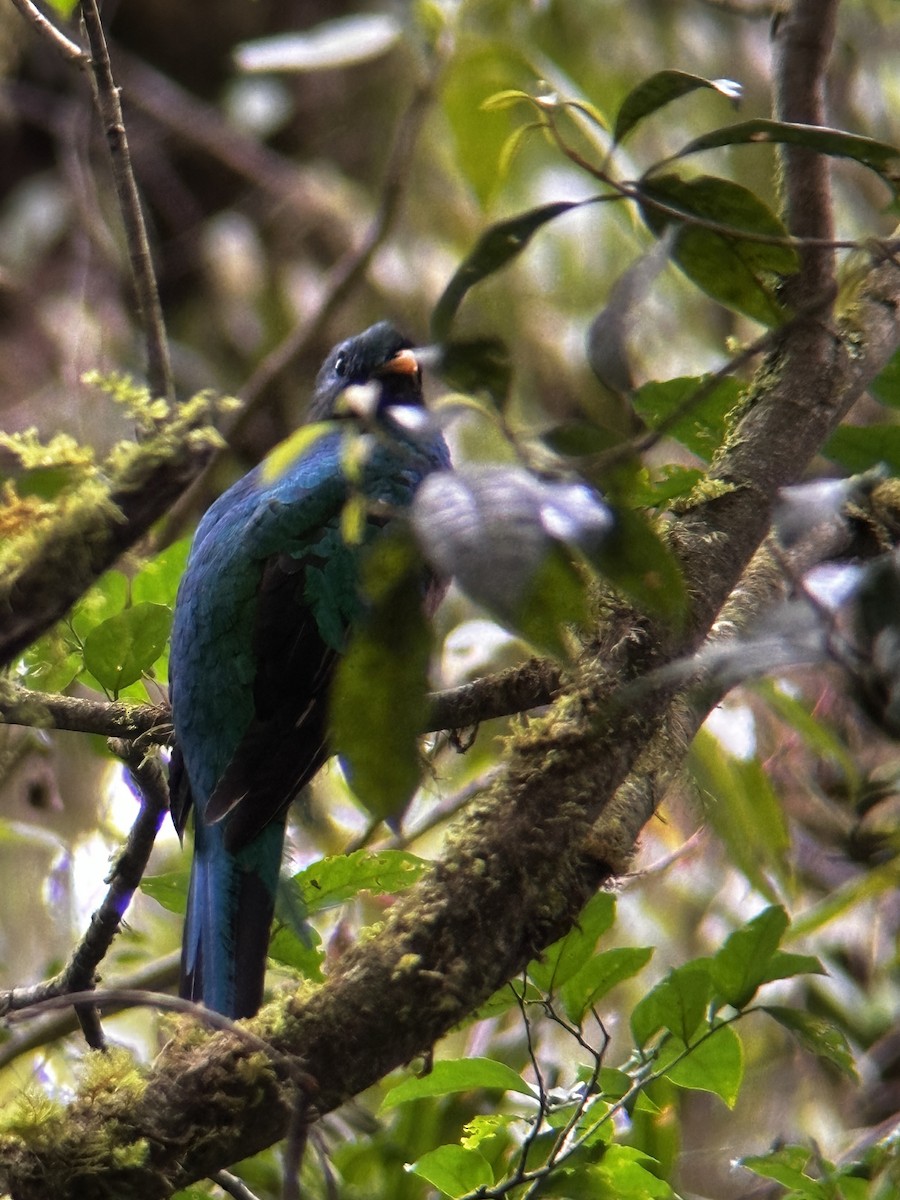 Resplendent Quetzal - Jonathan Galownia