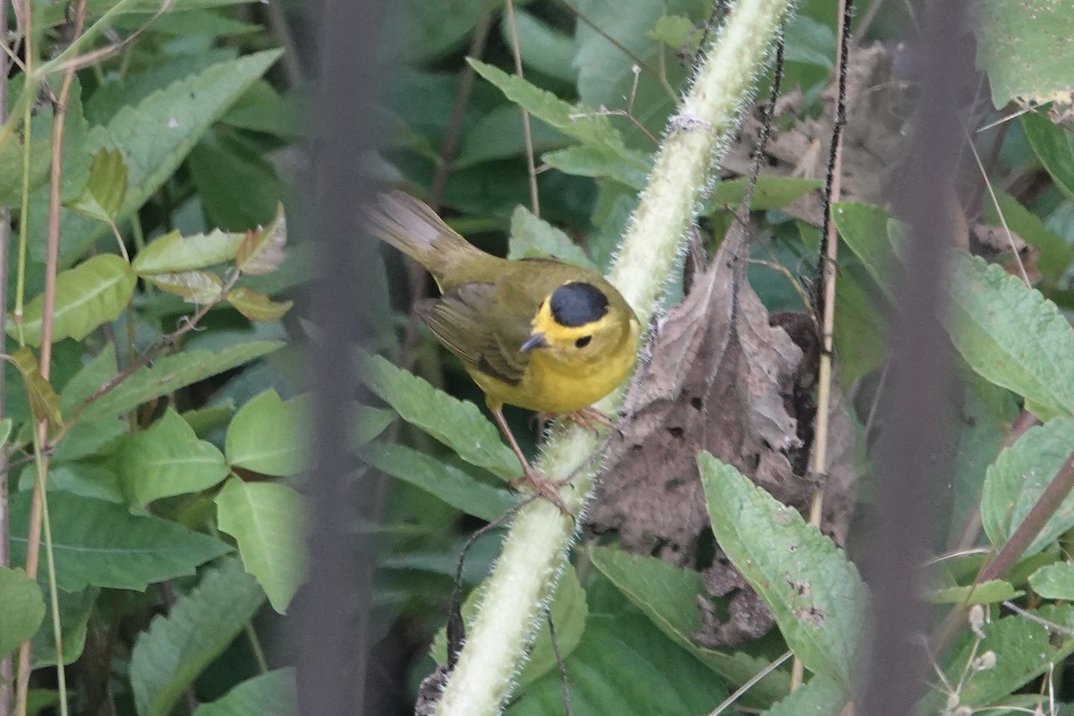 Wilson's Warbler - Andy & Ellen Filtness