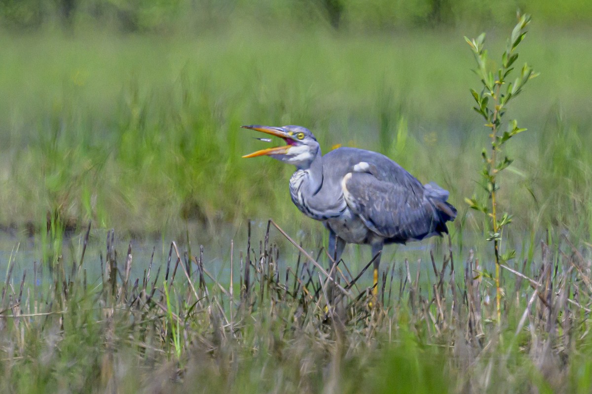 Gray Heron - Sonu Lukose