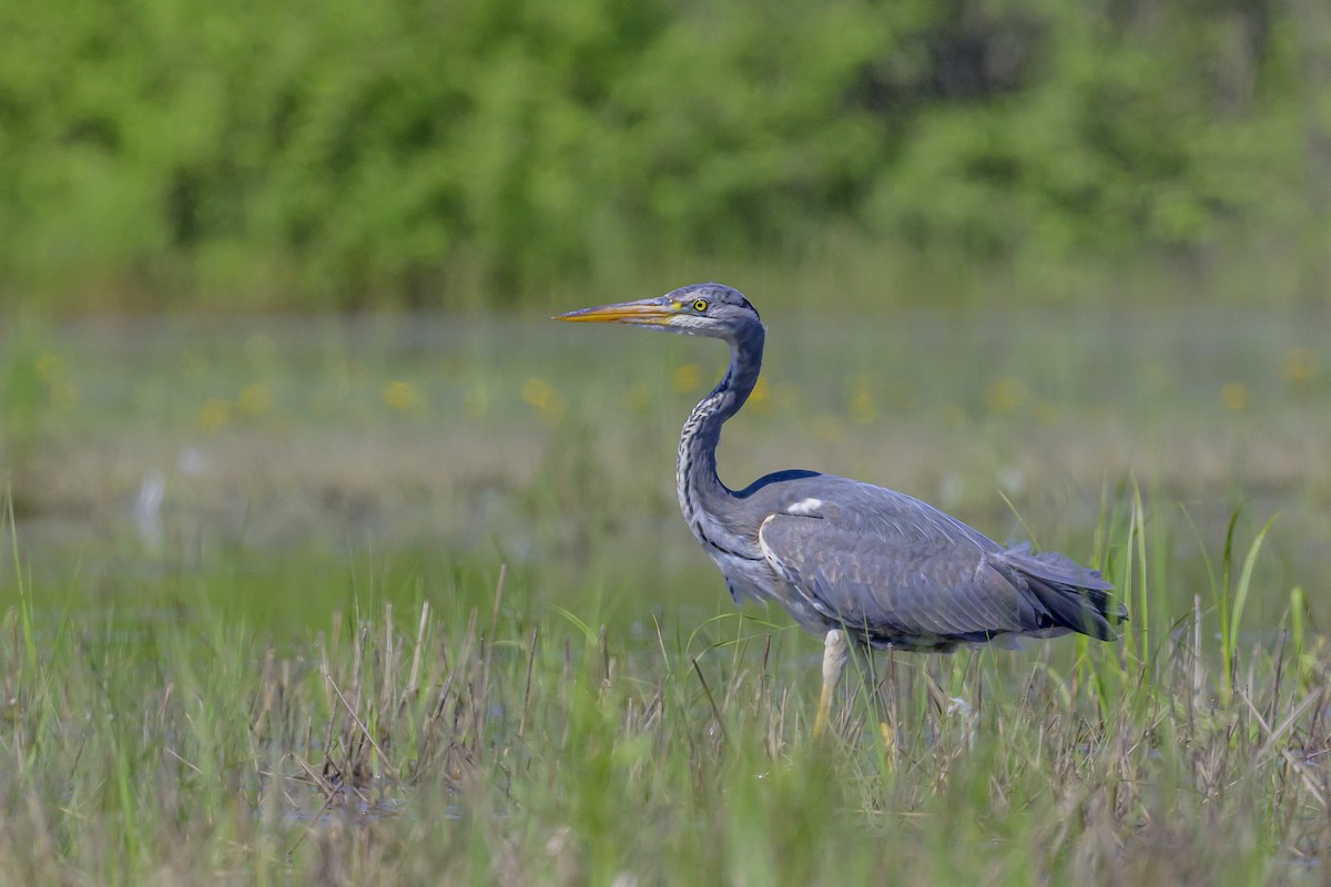 Gray Heron - Sonu Lukose