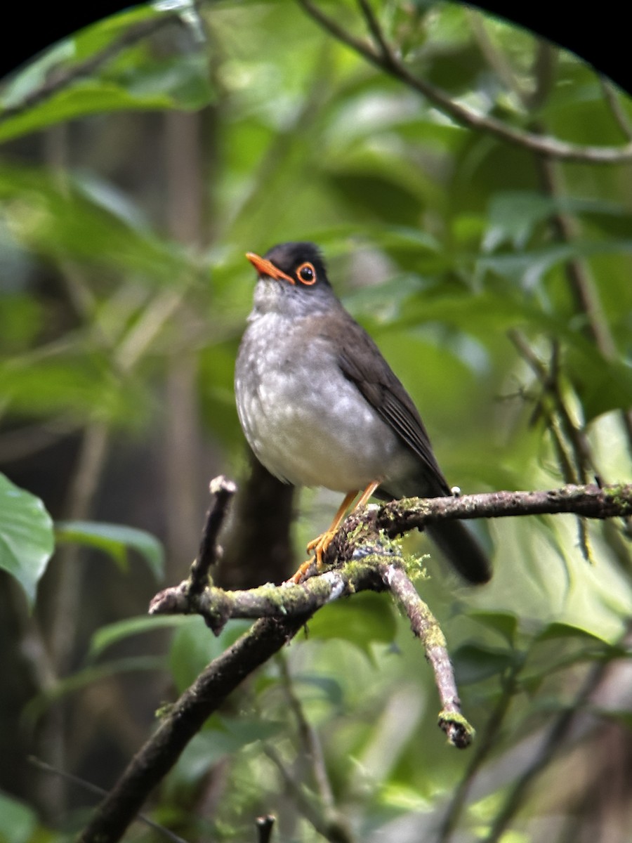 White-throated Thrush - Jonathan Galownia