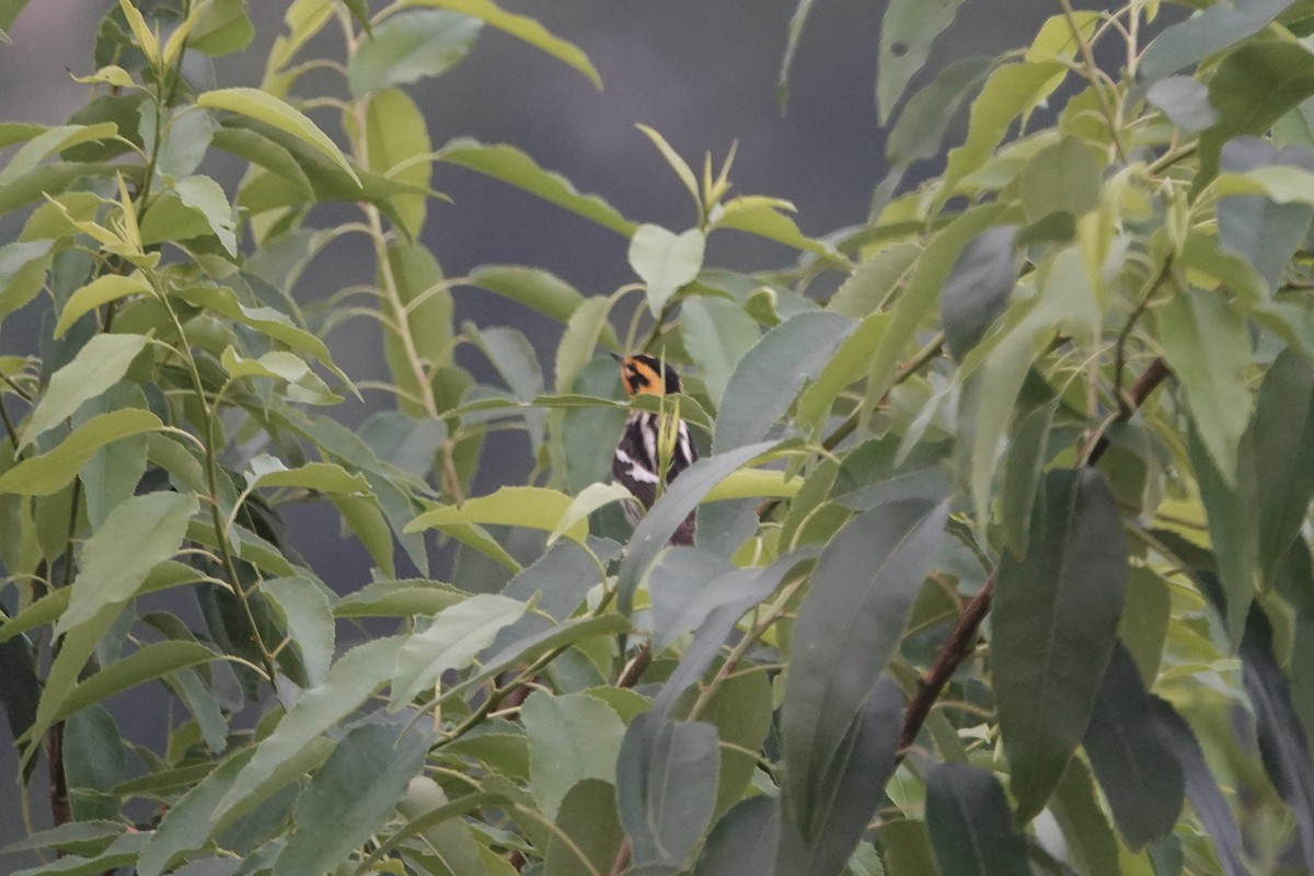 Blackburnian Warbler - Andy & Ellen Filtness