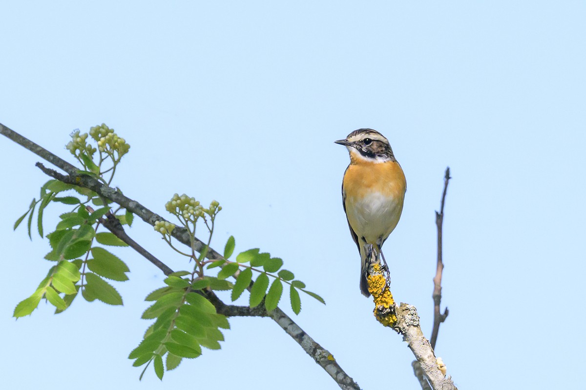 Whinchat - Sonu Lukose