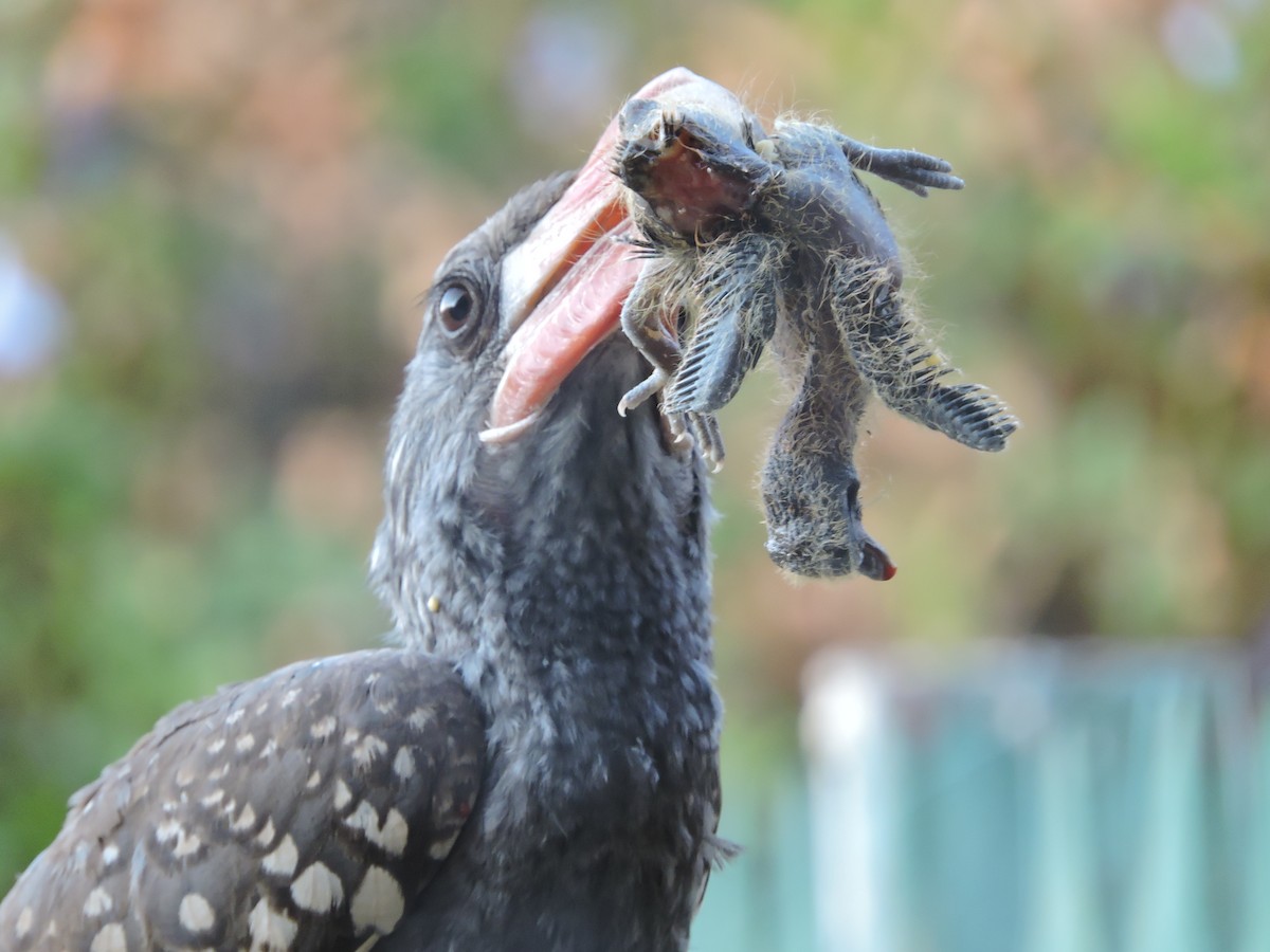 Monteiro's Hornbill - Neil Thomson