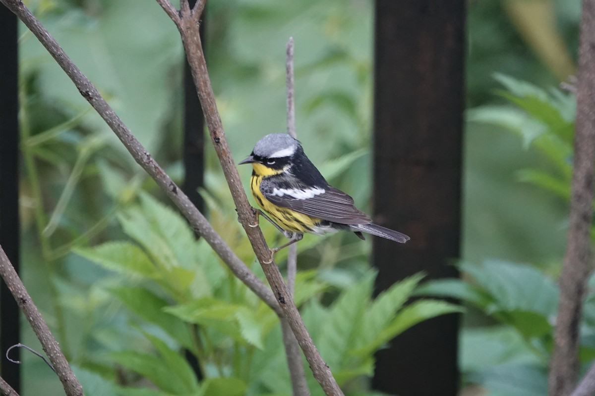 Magnolia Warbler - Andy & Ellen Filtness