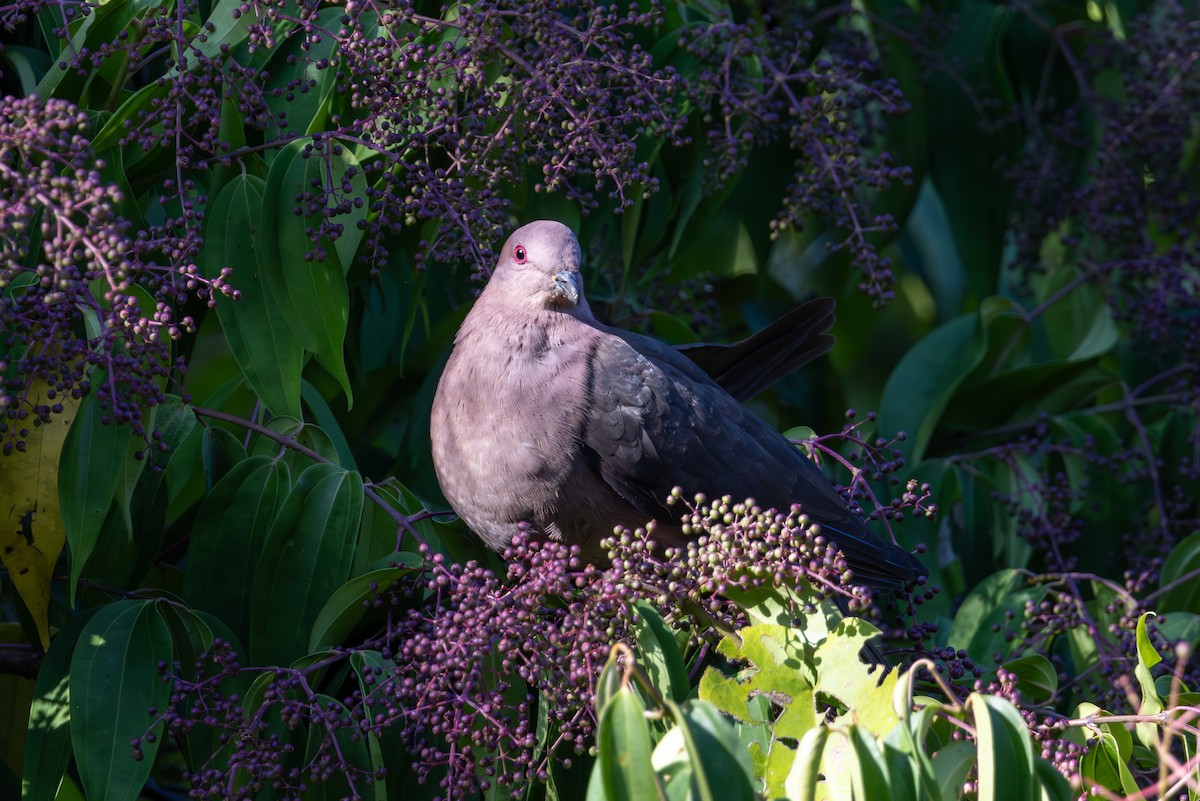 Short-billed Pigeon - Mason Flint