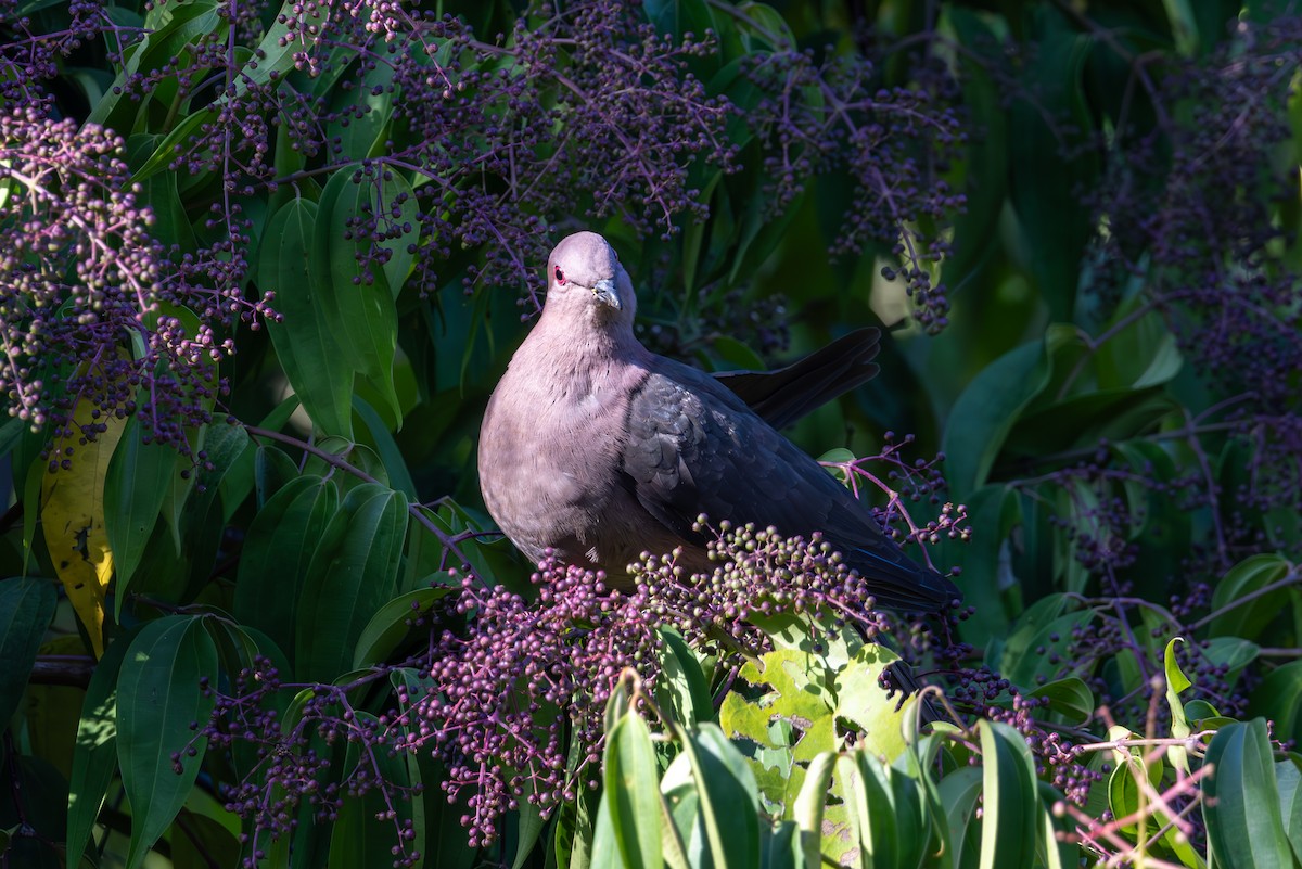 Short-billed Pigeon - Mason Flint