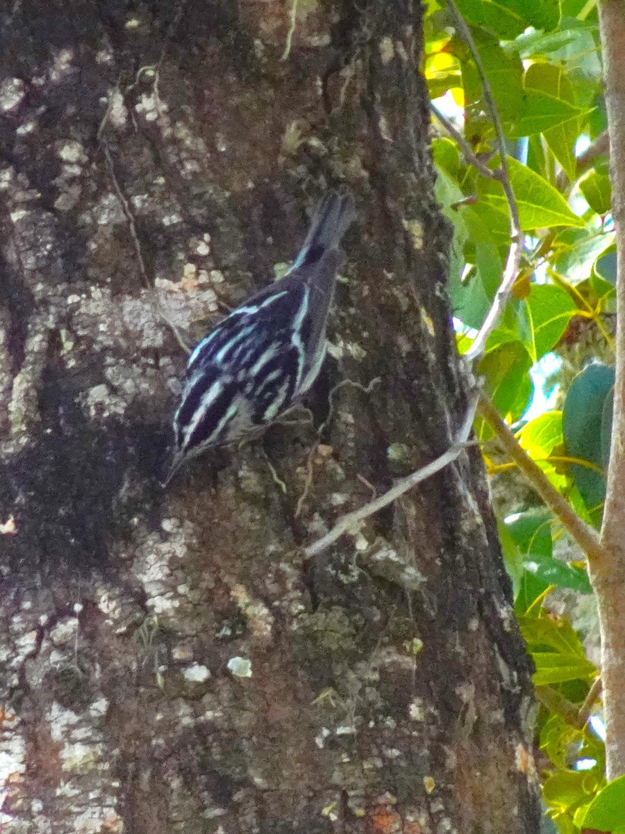 Black-and-white Warbler - ML619446317