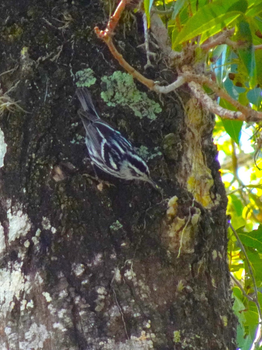 Black-and-white Warbler - ML619446318