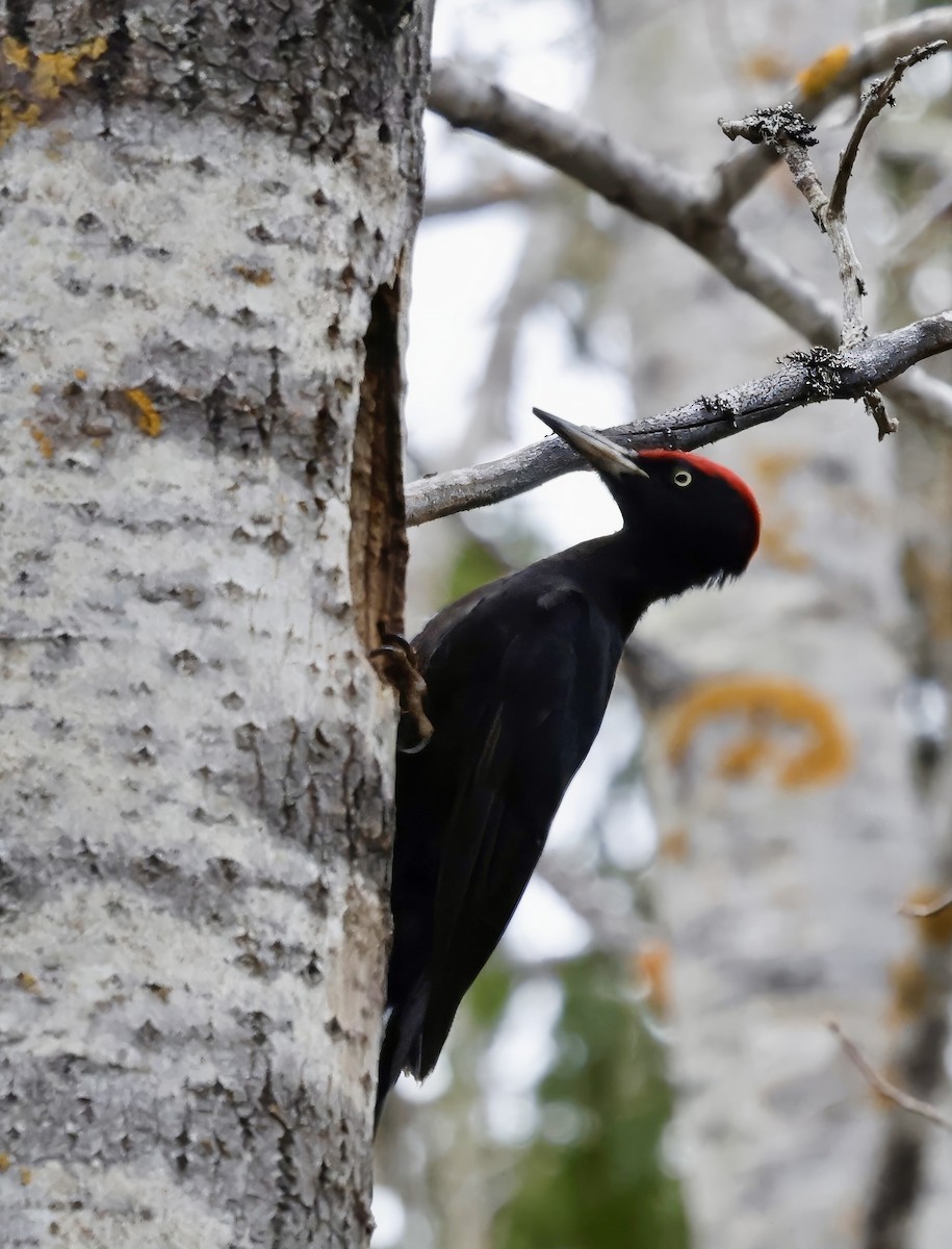 Black Woodpecker - Jan Hansen