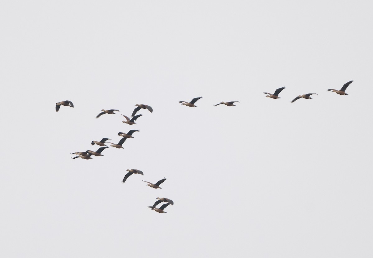 Lesser Whistling-Duck - Anurag Mishra