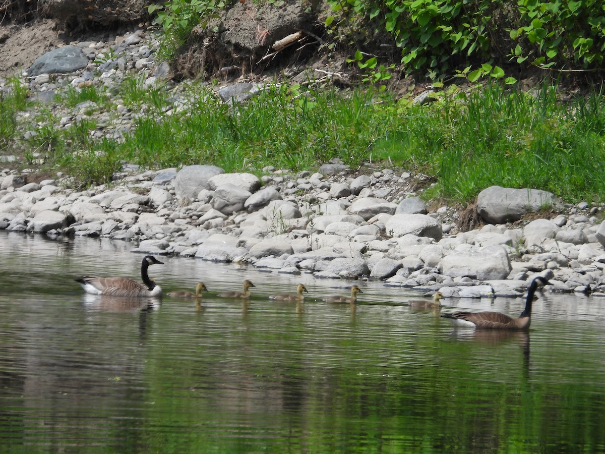 Canada Goose - Chantal Côté