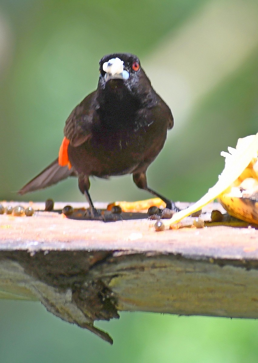 Scarlet-rumped Tanager - Edward Clark