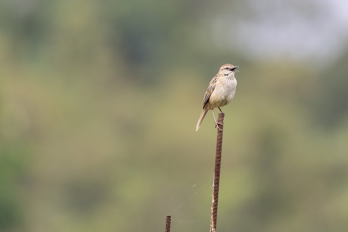 Striated Grassbird - Debankur  Biswas