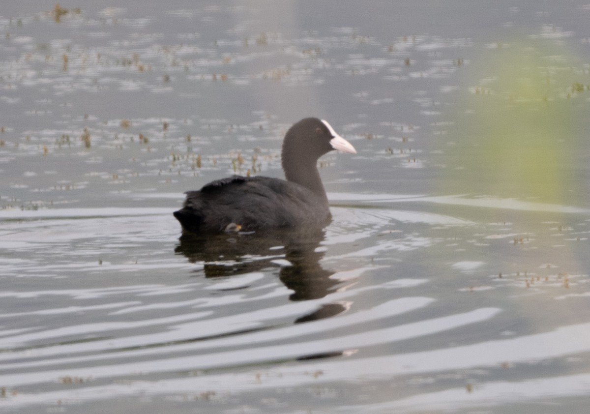 Eurasian Coot - Anurag Mishra