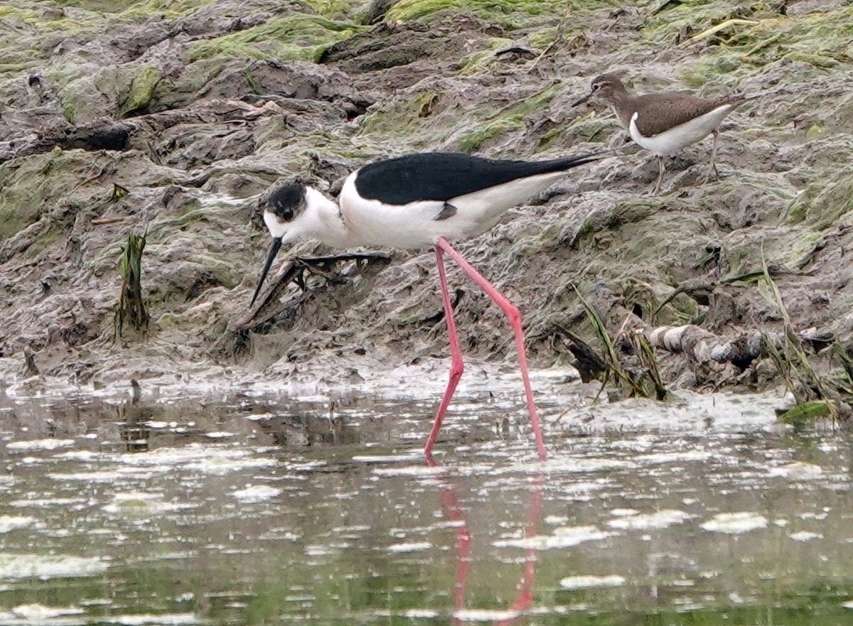 Black-winged Stilt - Diane Drobka