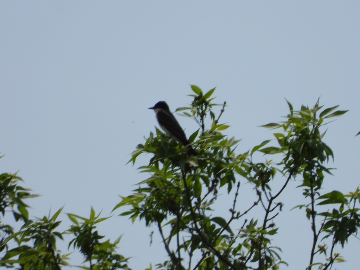 Tree Swallow - Chantal Côté