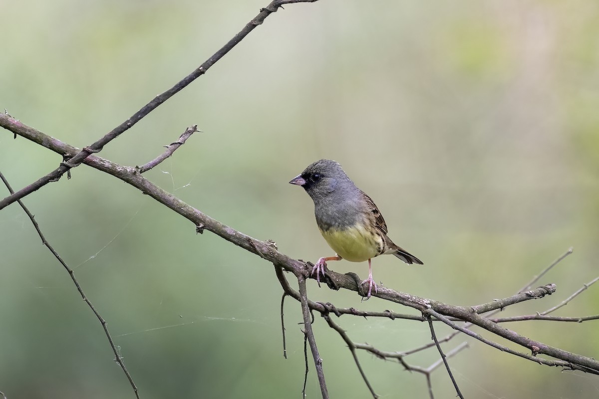 Black-faced Bunting - ML619446344