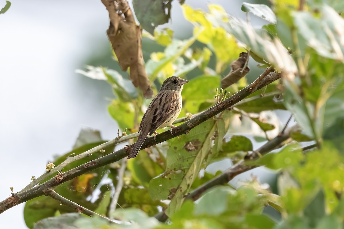 Black-faced Bunting - Debankur  Biswas