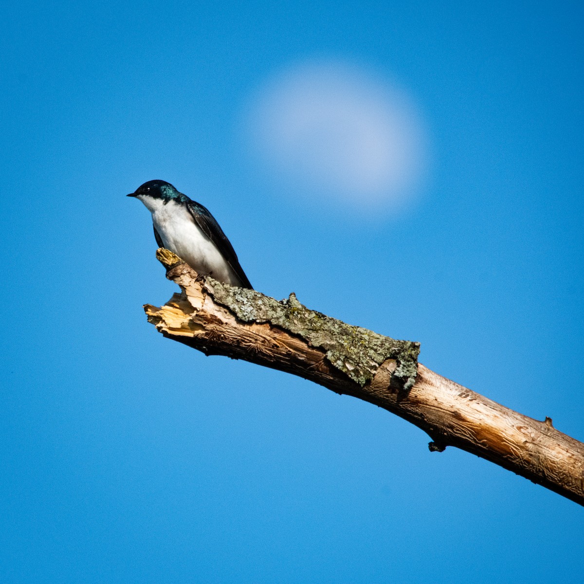 Tree Swallow - matt venker