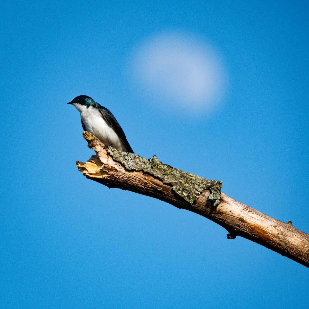 Tree Swallow - ML619446350