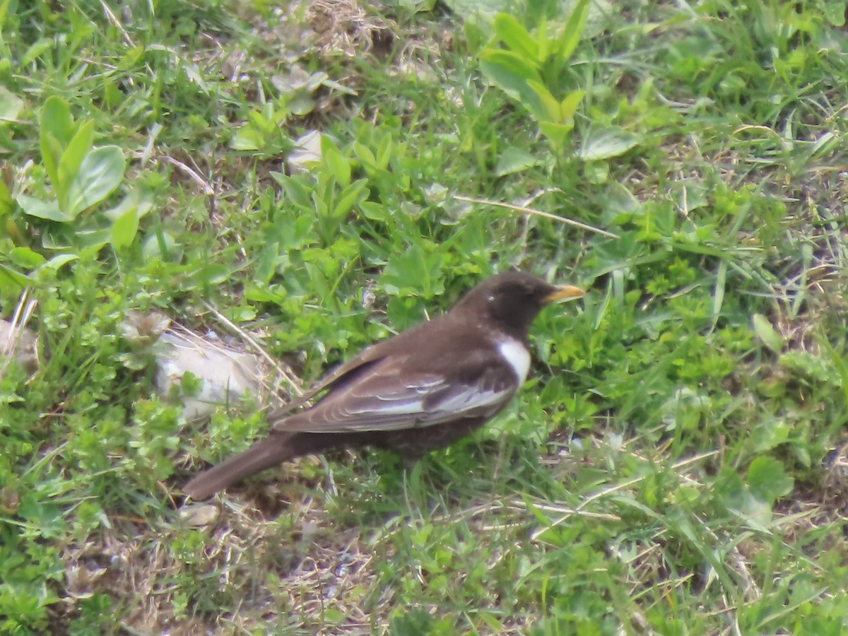 Ring Ouzel (Caucasian) - Doug Kibbe