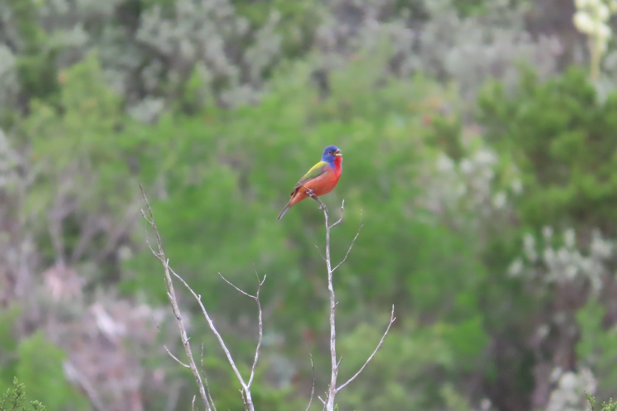 Painted Bunting - ML619446360