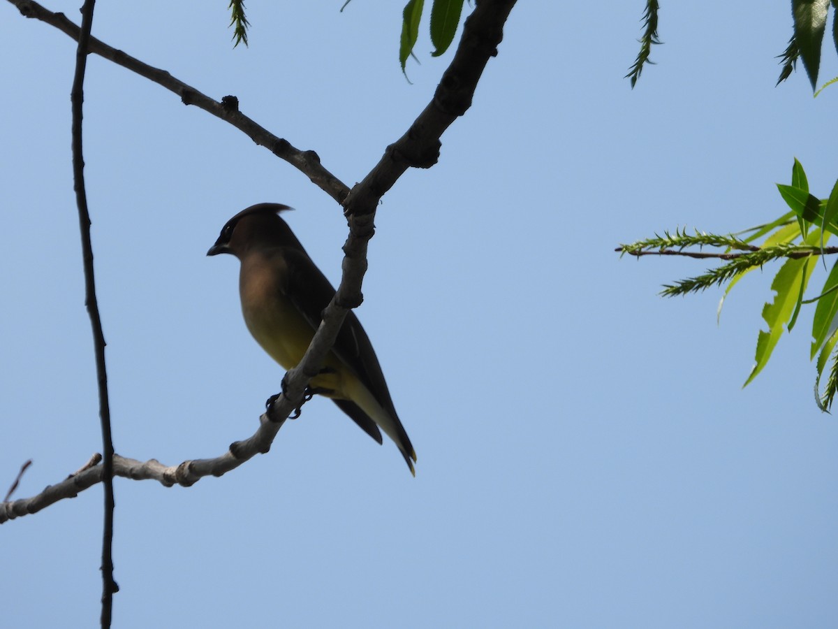 Cedar Waxwing - ML619446363