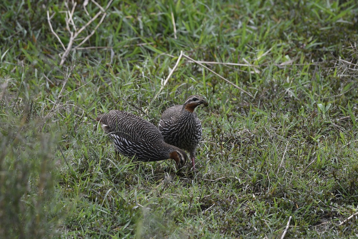 Swamp Francolin - ML619446364