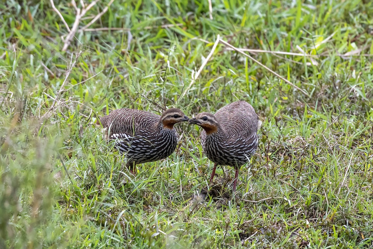 Swamp Francolin - Debankur  Biswas