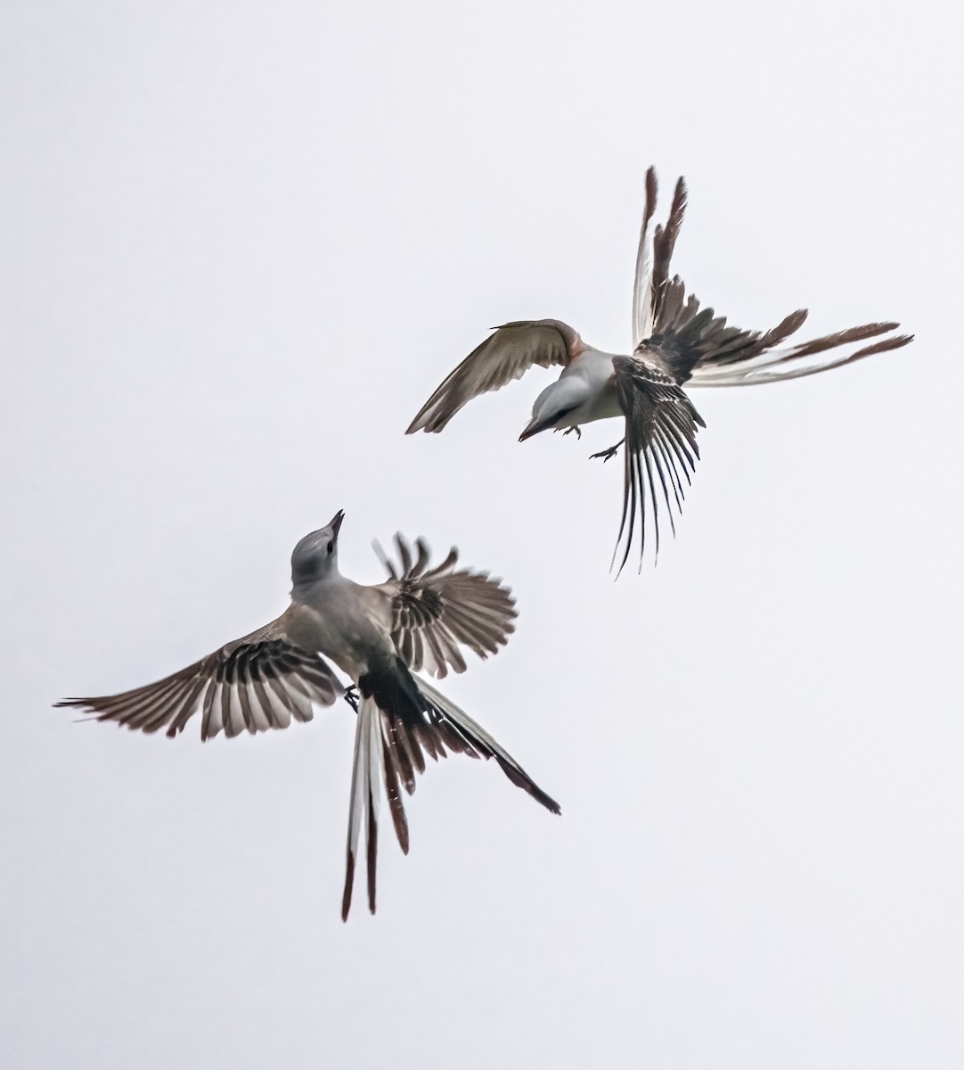 Scissor-tailed Flycatcher - Pat Tomsho
