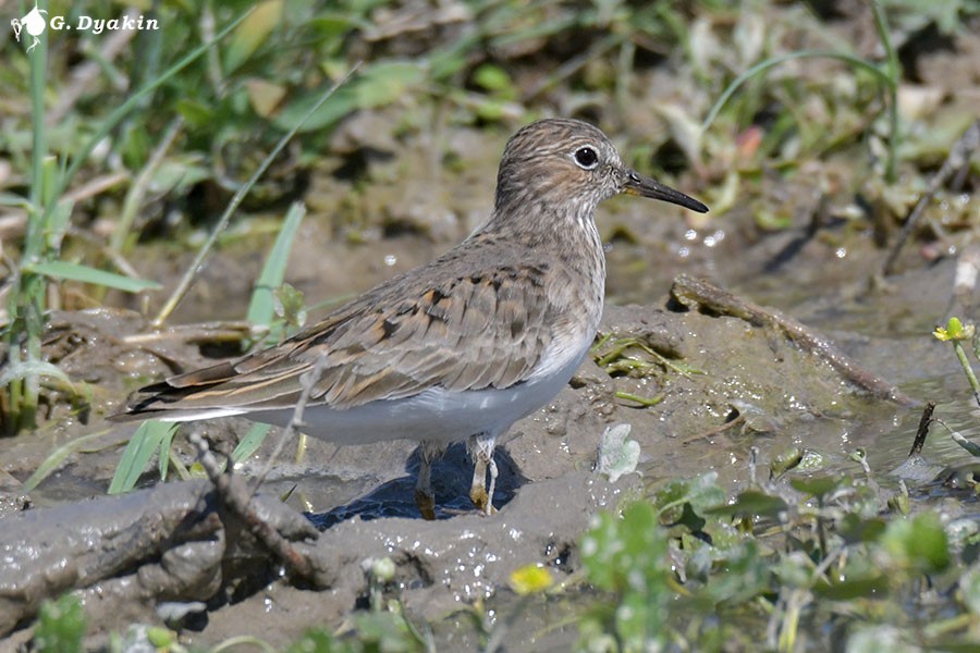 Temminck's Stint - Gennadiy Dyakin