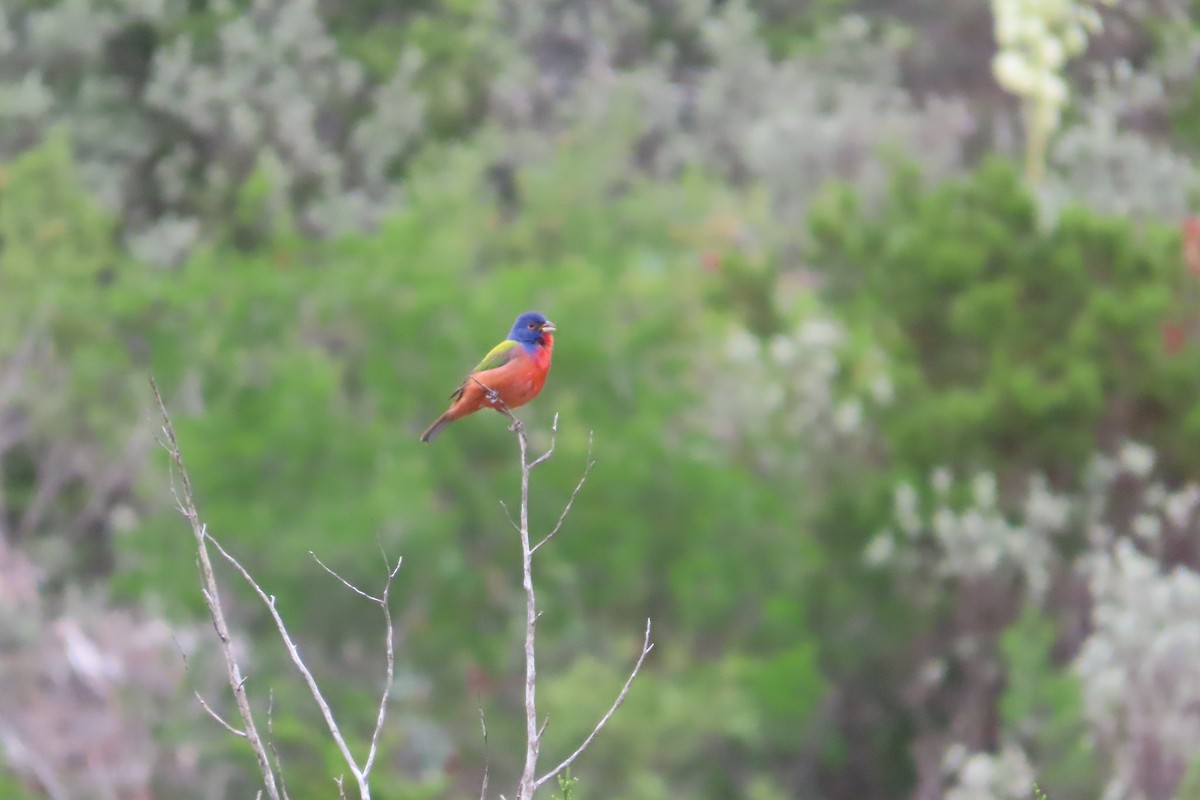 Painted Bunting - ML619446373