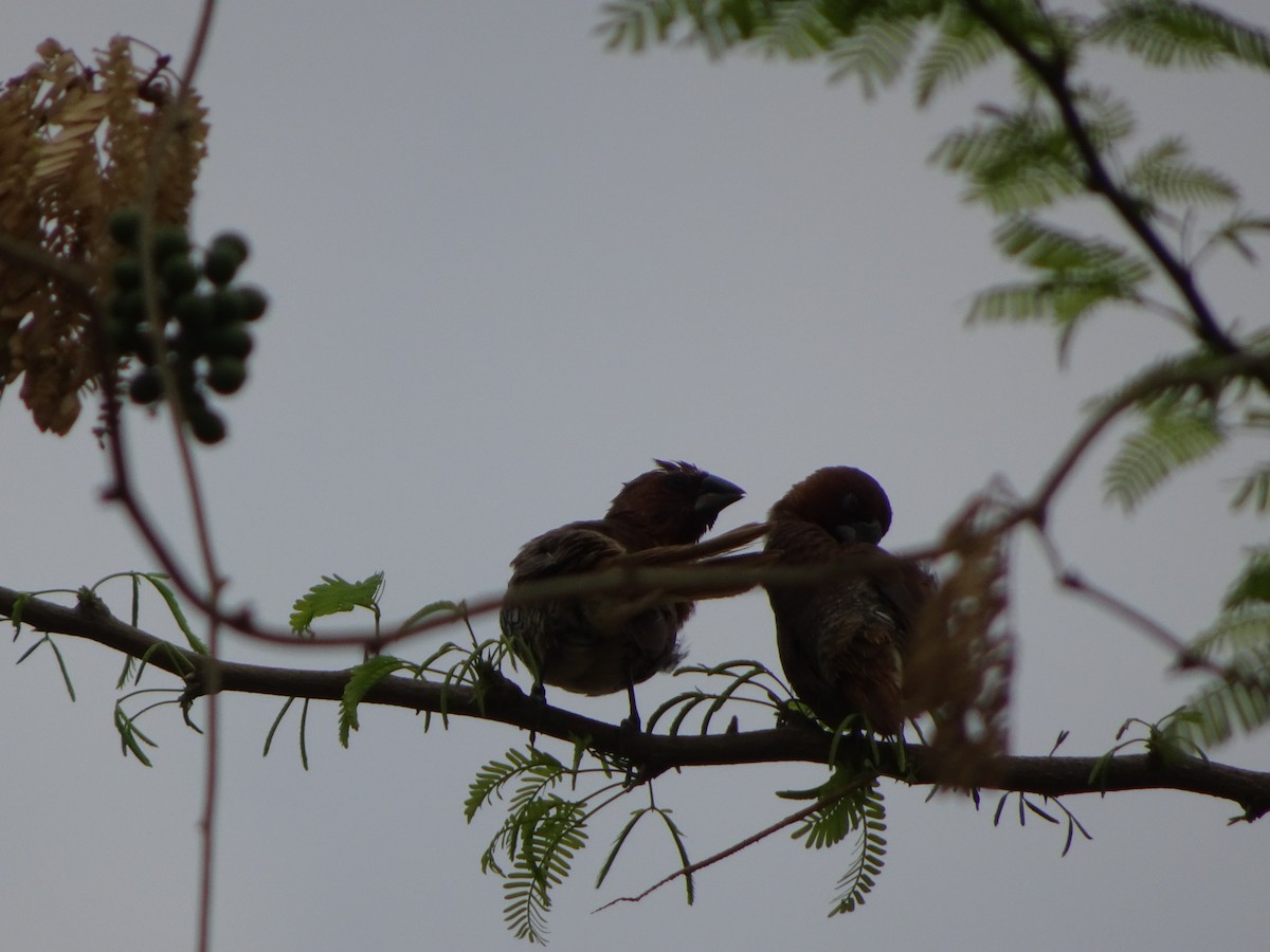 Scaly-breasted Munia - Rishab Verma