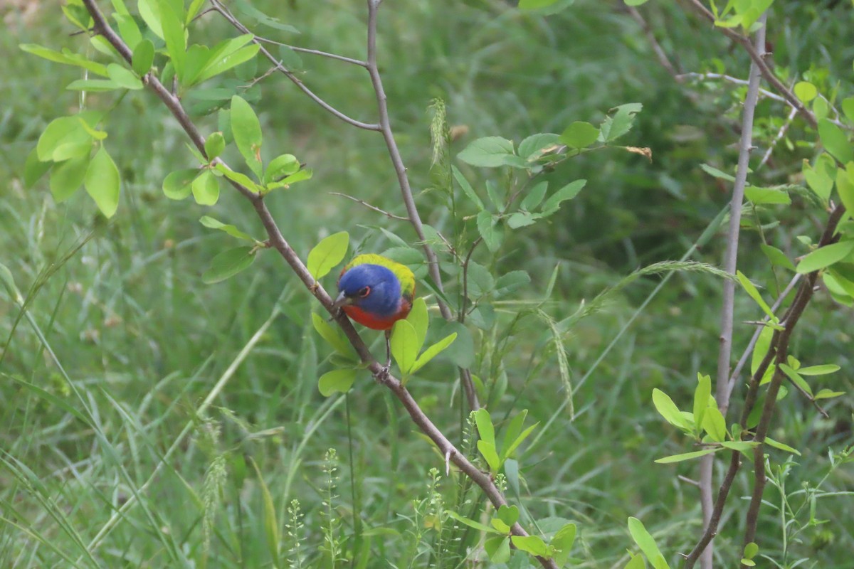 Painted Bunting - ML619446383